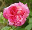 André Schwartz rose photo