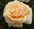 Andrée Sauvager rose photo