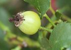 Marjorie Kinnan Rawlings rose photo