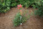 Marjorie Kinnan Rawlings rose photo