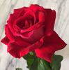Alleluia ® rose photo