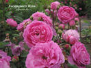 Forstmeisters Heim rose photo