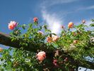 Anne Dakin rose photo