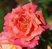 Anne Dakin rose photo