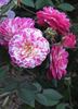 Fiesta rose photo