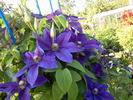 C. 'Fireworks' clematis photo