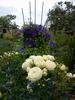 C. 'Fireworks' clematis photo