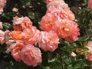 Bonita ™ rose photo