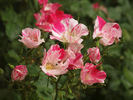 Hugues Aufray ® rose photo