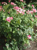 Hugues Aufray ® rose photo