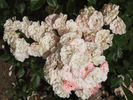 Make-Up rose photo