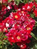 Symphonica in Rosso rose photo