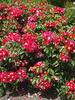 Symphonica in Rosso rose photo