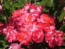 Anne de Bretagne ® rose photo