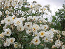Trier rose photo