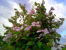 Jan Pawel II clematis photo