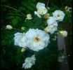 Glenn Dale rose photo