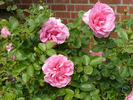 Frau Mahlzahn rose photo