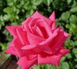 Elizabeth Taylor rose photo