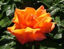 Annick rose photo