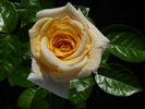 Cuvée Blanche rose photo