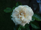 Cuvée Blanche rose photo