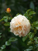 Cuvée Blanche rose photo