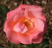 Annie Girardot rose photo