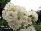 Schloss Ahrensburg rose photo