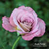 Double Feature rose photo