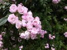 Belvédère rose photo