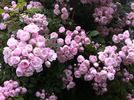 Belvédère rose photo