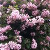 Belvédère rose photo