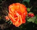 Anuschka ® rose photo