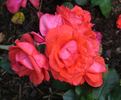 Anuschka ® rose photo
