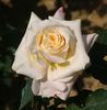 Apache rose photo