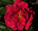 Appreciation rose photo
