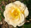 Apricot Ice rose photo