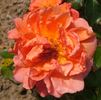 Araceli Leyva rose photo