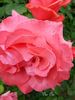 Dee Dee rose photo