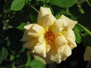 Anson Jones rose photo