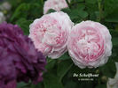 De Schelfhout rose photo