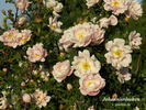 Johannisröschen rose photo