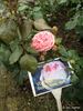 Voyager rose photo