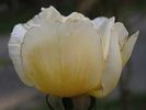 Harprior rose photo