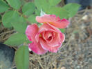 Abracadabra rose photo