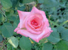 Barbara Bush ™ rose photo