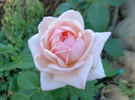 Flamingo ® rose photo