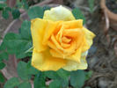 Golden Monica ® rose photo