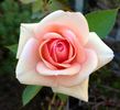 Melinda Alonso ™ rose photo